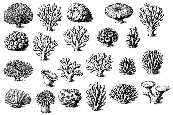 Hand-Drawn Coral Set: A Practical Guide to Vintage Marine Illustrations for Design Projects