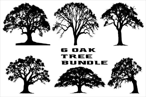 Premium Oak Tree Bundle: Elevate Your Landscape with Timeless Elegance